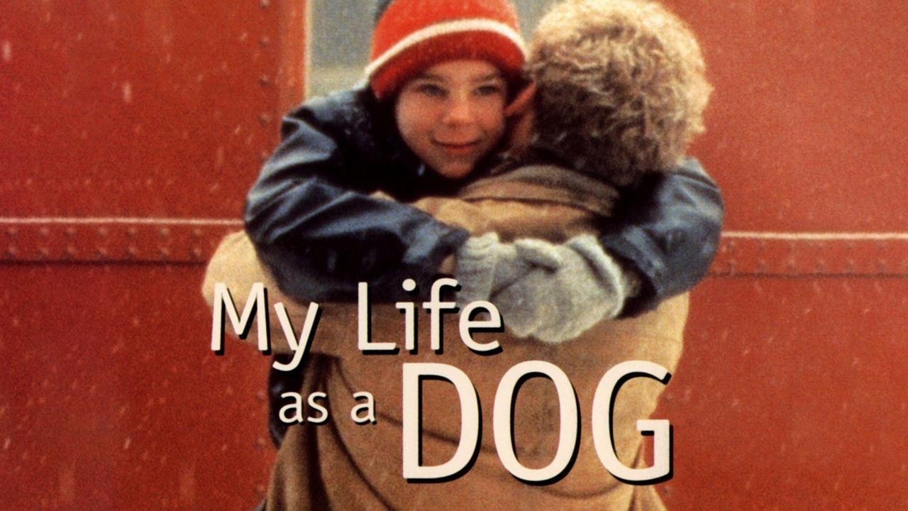 فيلم My Life As A Dog 1985 مترجم كامل ماي سيما